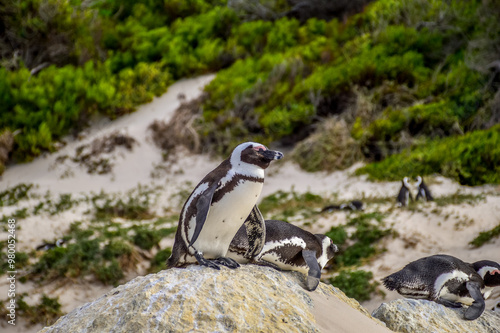 Penguins colony at boulders beach in cape town South Africa