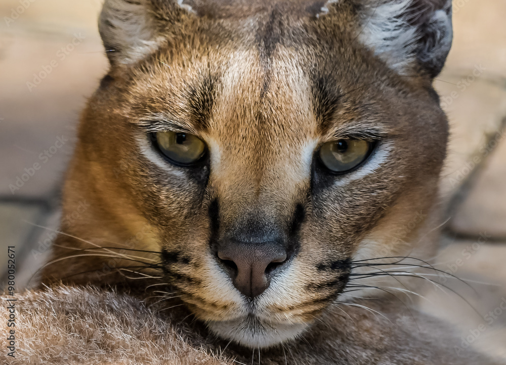 Caracal or African golden cat portrait in South Africa Caracal or African golden cat portrait in South Africa