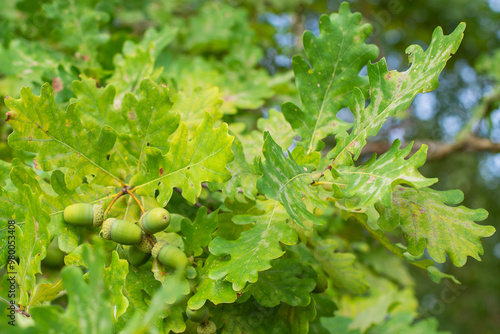 A bunch of unripe green acorns of oak tree among the leaves photo