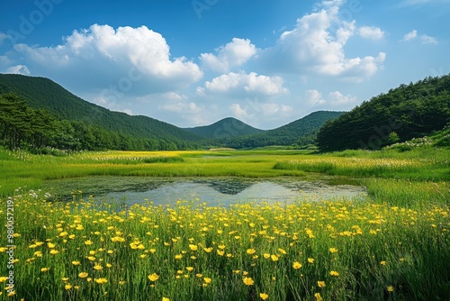 Daegwallyeong meadow in Gangwon Korea photo