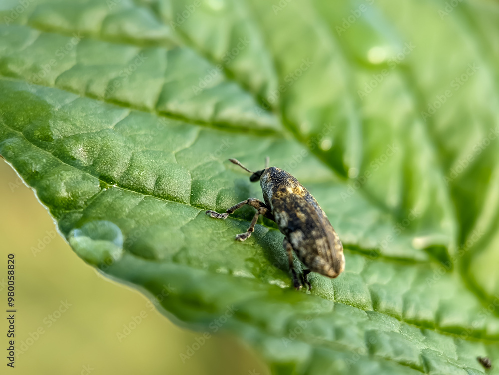 Agricultural pest Hylobius abiestis on spinach plants. Hylobius abietis or the large pine weevil is a beetle belonging to the Curculionidae family. Agricultural pest Hylobius abiestis on spinach plants. Hylobius abietis or the large pine weevil is a beetle belonging to the Curculionidae family.