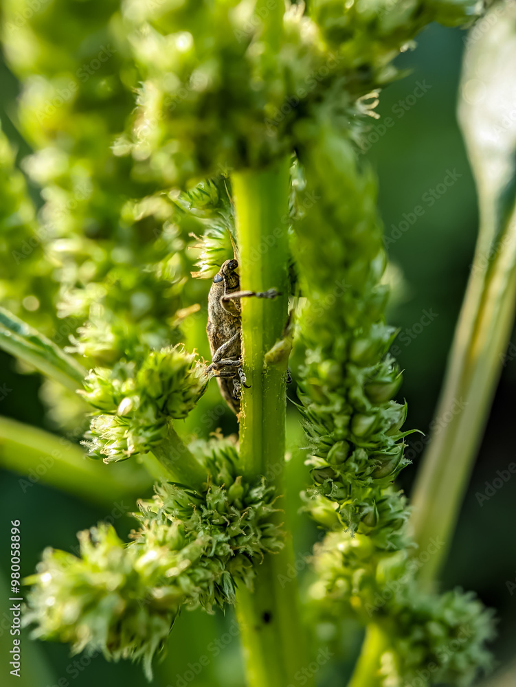 Agricultural pest Hylobius abiestis on spinach plants. Hylobius abietis or the large pine weevil is a beetle belonging to the Curculionidae family. Agricultural pest Hylobius abiestis on spinach plants. Hylobius abietis or the large pine weevil is a beetle belonging to the Curculionidae family.