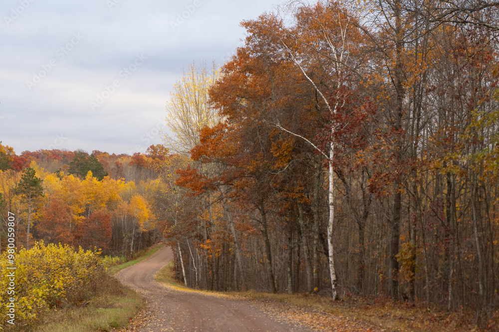 Gravel Road Through a Birch Forest with Autumn Foliage Gravel Road Through a Birch Forest with Autumn Foliage