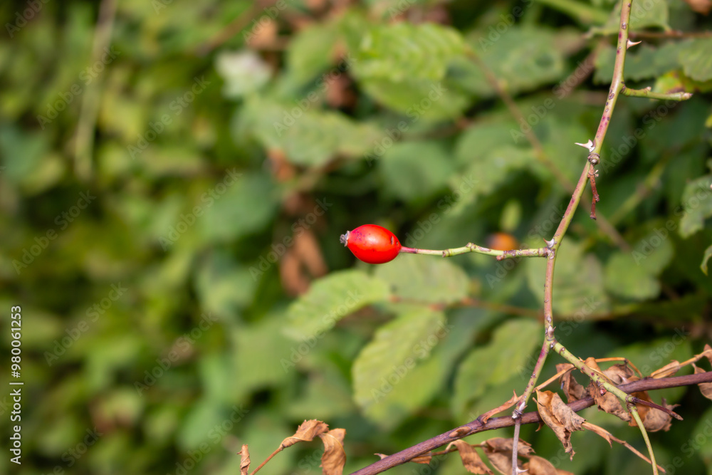 Briar Rose Rosehip (in german Hagebutte) Rosa canina Briar Rose Rosehip (in german Hagebutte) Rosa canina