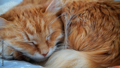 Close-up of a sleeping ginger cat with fluffy fur.