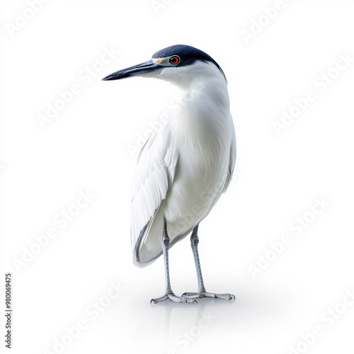 A detailed image of a black-crowned night heron standing on a white background, showcasing its distinctive plumage and sharp gaze. photo