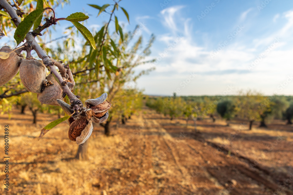 Obraz premium Almonds on the Branch: Almond Orchard Under the Blue Sunset Sky.