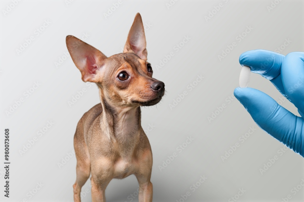 veterinarian prepares medication for dog pet