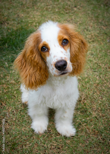 Obraz na płótnie Cocker spaniel puppy portrait sitting on grass background
