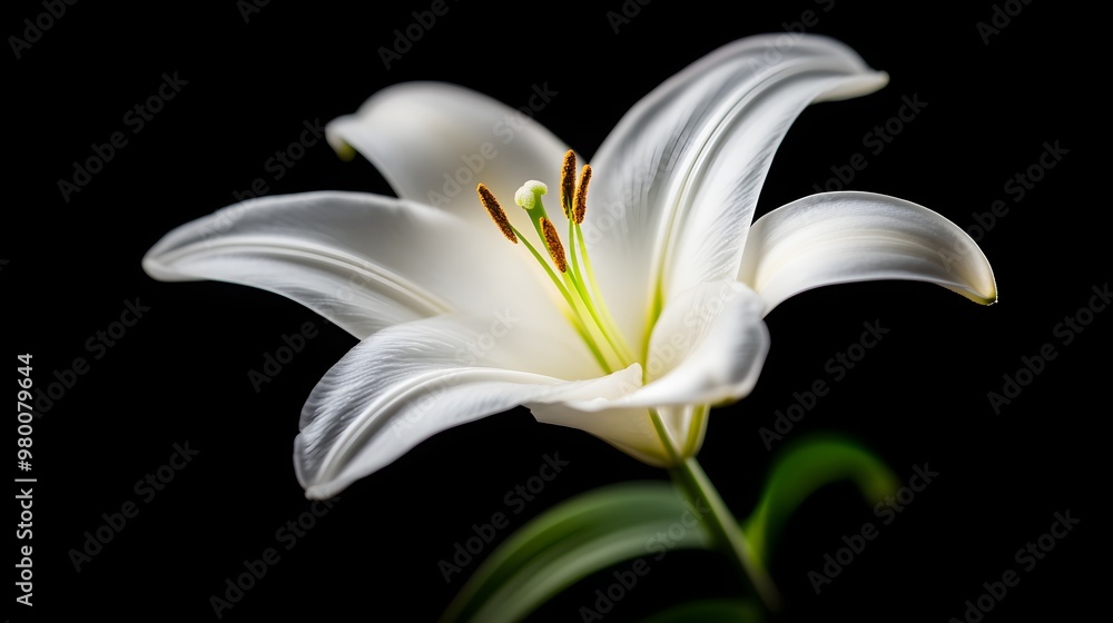Obraz premium Close-up of a white lily with delicate petals against a deep black backgroundSoft, diffused lighting enhances the purity and elegance of the flower