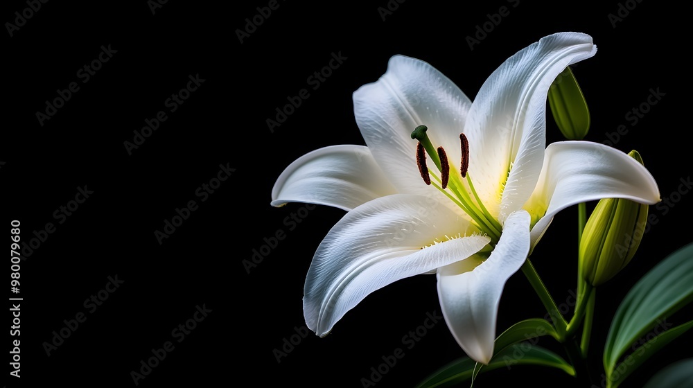 Close-up of a white rose in full bloom, isolated on a dark backgroundThe soft lighting highlights the purity and elegance of the petals, ideal for wedding or luxury branding Close-up of a white rose in full bloom, isolated on a dark backgroundThe soft lighting highlights the purity and elegance of the petals, ideal for wedding or luxury branding