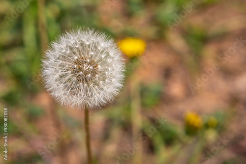 Dandelion photographed with blurred background