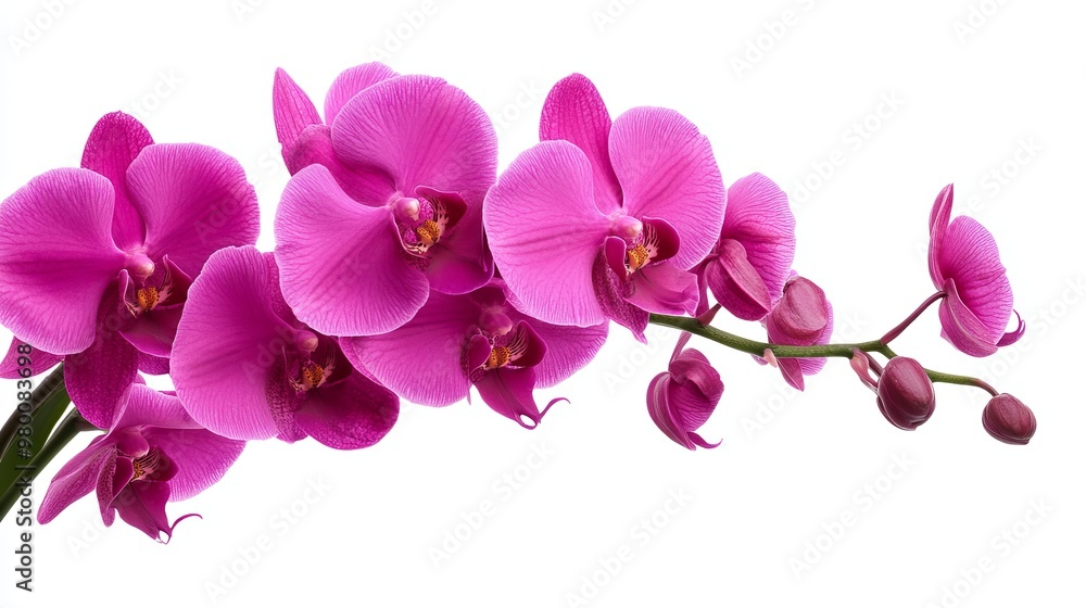 Fototapeta premium Sophisticated purple orchid flower, isolated on solid white background, premium and elegant, ideal for high-end products.