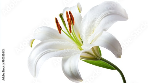 Single white lily in full bloom, isolated on a white background, detailed close-up