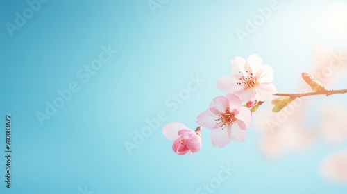 Soft pink cherry blossoms on a branch, vibrant blue sky, on solid white background, single object