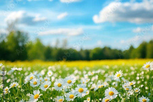 Beautiful blurred spring background nature with blooming glade chamomile, trees and blue sky on a sunny day, ai