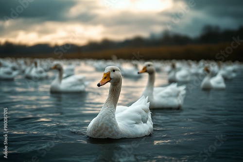 Fototapeta Naklejka Na Ścianę i Meble -  A single white swan swimming in a flock of swans in a lake with a cloudy sky