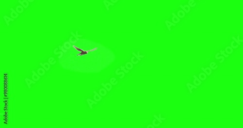 Kestrel hawk bird of prey hovers in sky green screen slow motion