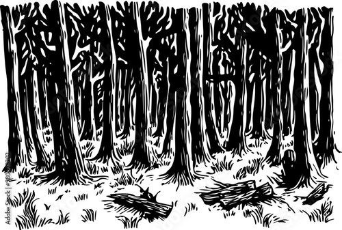 Black and White Forest Illustration with Tall Trees