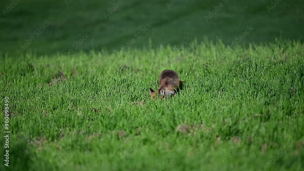 Red Fox strolling around green top field Red Fox strolling around green top field