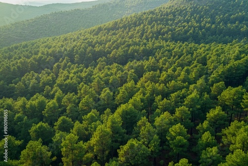 Aerial View of Green Summer Forest with Pine Trees in Turkey, ai