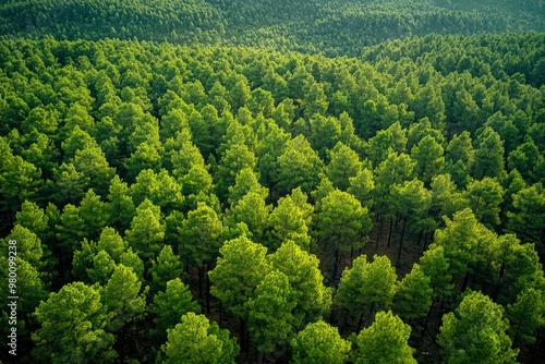 Aerial View of Green Summer Forest with Pine Trees in Turkey, ai