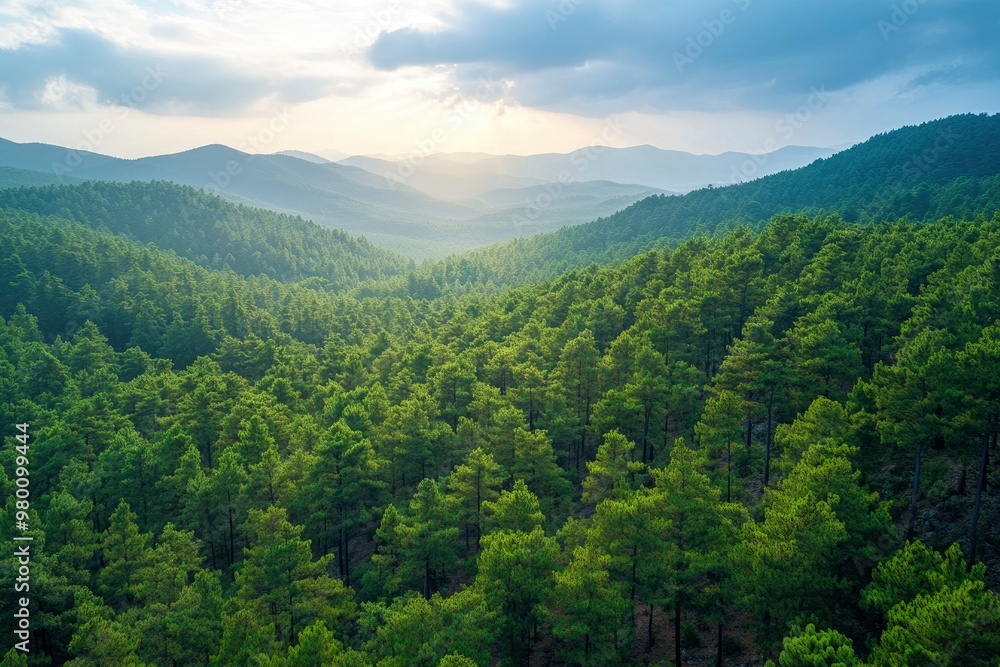 Aerial View of Green Summer Forest with Pine Trees in Turkey, ai Aerial View of Green Summer Forest with Pine Trees in Turkey, ai