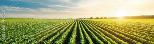 Vibrant agricultural field under a bright sky, showcasing rows of crops illuminated by the warm sunlight during sunset. photo