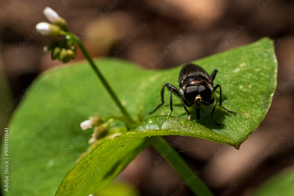 Fly drinking from droplet on leaf Fly drinking from droplet on leaf