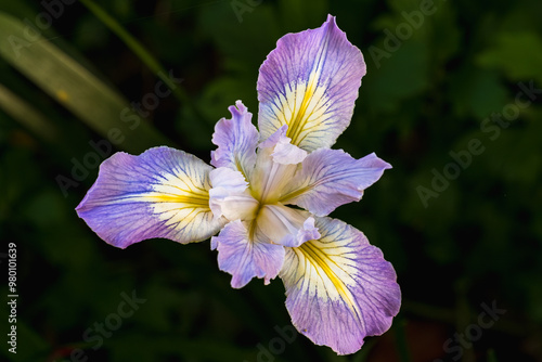 Φωτογραφία Close up of Douglas Iris