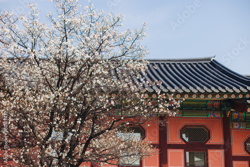 Gyeongbokgung Palace, Seoul, Jongno District, South Korea, in a spring sunny day, exterior view of main Korean royal palace in Cherry Blossom season, with Bugaksan mountain in the background photo