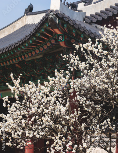 Gyeongbokgung Palace, Seoul, Jongno District, South Korea, in a spring sunny day, exterior view of main Korean royal palace in Cherry Blossom season, with Bugaksan mountain in the background photo