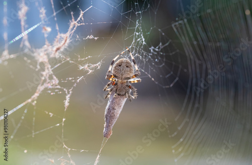 Spotted orb weaver spider wraps it's next meal photo