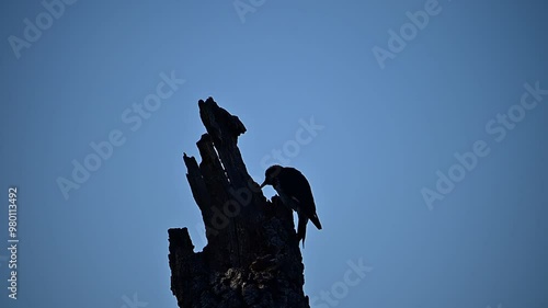 Acorn woodpecker hammering on tree trunk