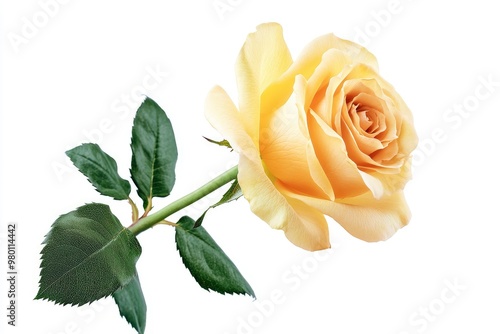 Fresh beautiful yellow rose isolated on white background with clipping path, ai photo