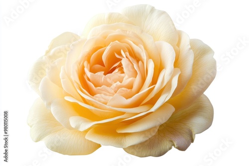 Fresh beautiful yellow rose isolated on white background with clipping path, ai