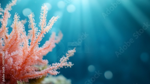 Coral Reef Illumination, vibrant coral formations glowing softly against a minimalist backdrop, emphasizing the beauty and simplicity of marine life in a serene environment