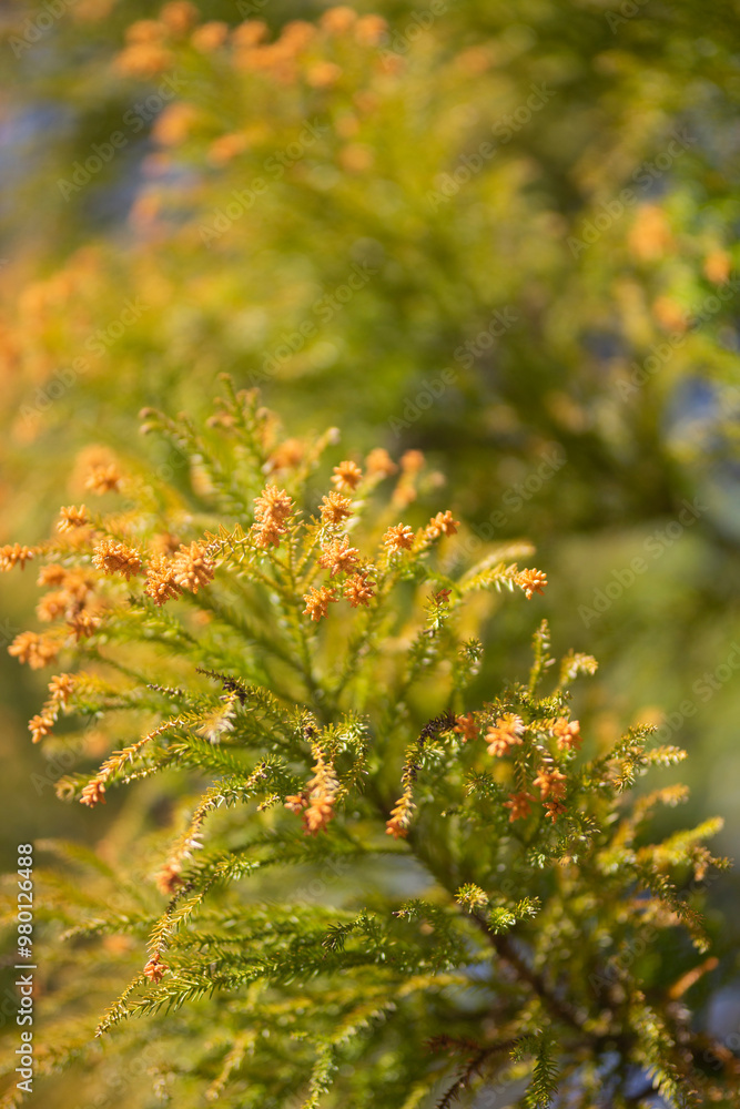 スギ花粉を生み出す杉の花