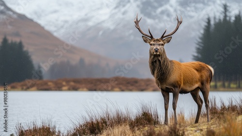 Majestic Red Deer Stag in Scottish Highlands