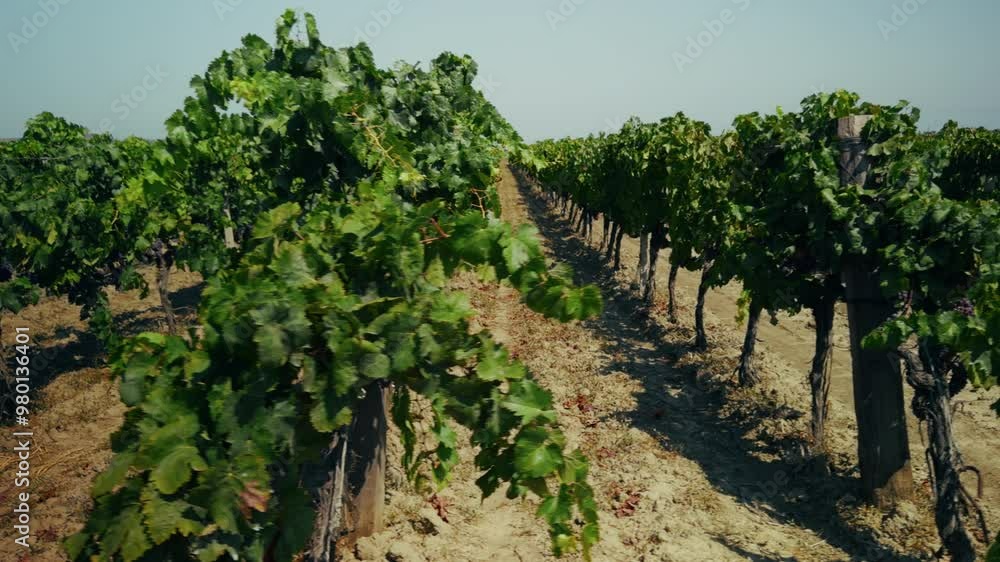 The Perfect Order Of The Grapevine Field The Perfect Order Of The Grapevine Field