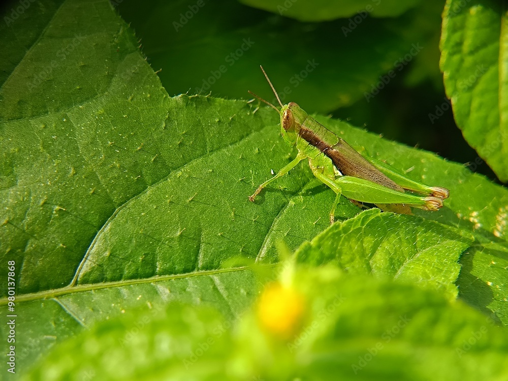 Green grasshopper on green leaves Green grasshopper on green leaves
