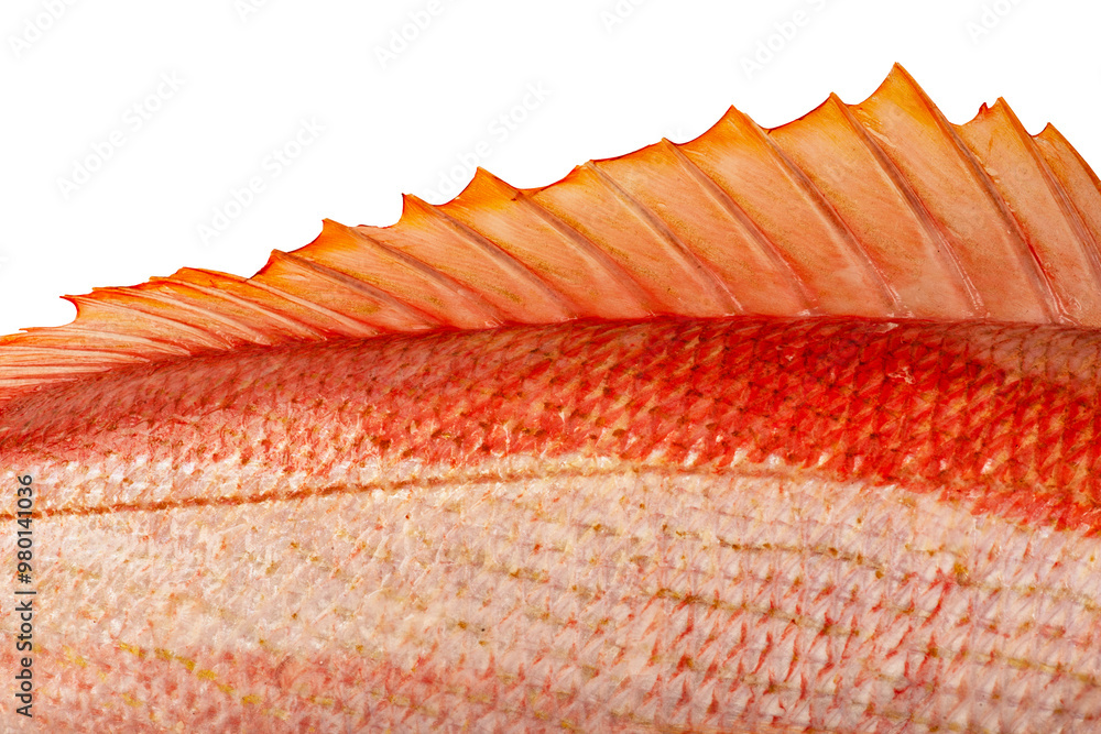 Poster Close up on a dorsal fin of a red snapper fish isolated on white ...