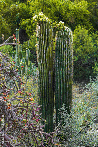 Two saguaro cactus standing close together with blossoms in a colorful desert scenery, Sonoran Desert, Arizona photo