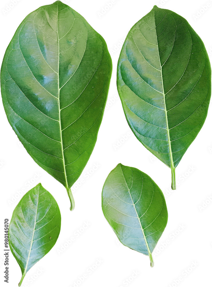 Obraz premium jackfruit leaves isolated on white