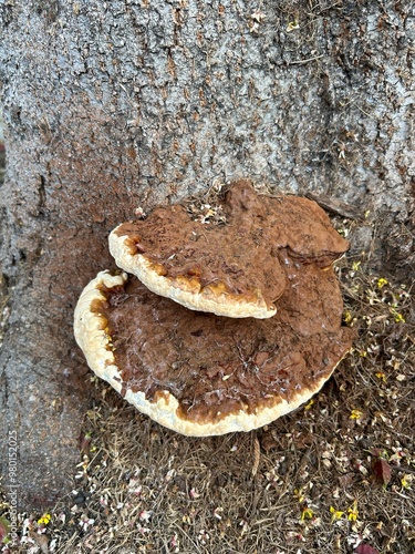 Ganoderma applanatum bracket fungus on a tree photo