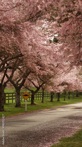 Cherry blossoms during springtime
