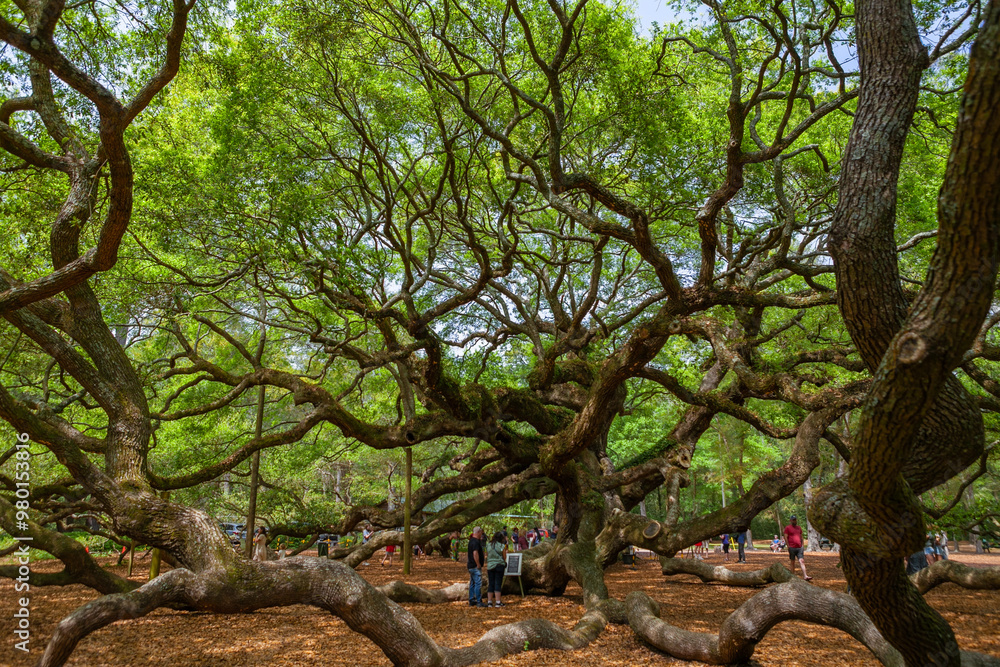 Angel Oak, an enormous Southern live oak located in a park on Johns Island near Charleston, South Carolina, said to be one of the oldest trees east of the Mississippi