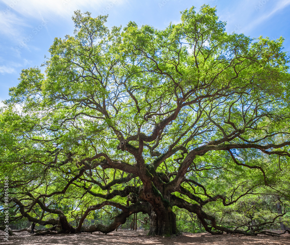 Pano of the Angel Oak, an enormous Southern live oak located in a park on Johns Island near Charleston, South Carolina, said to be one of the oldest trees east of the Mississippi