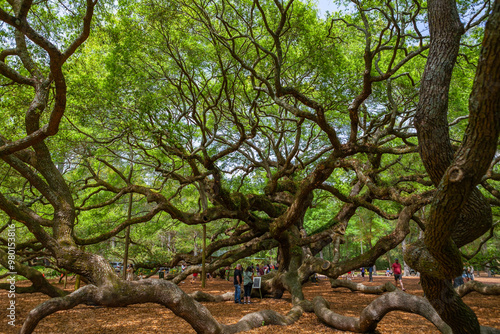Obraz na płótnie Angel Oak, an enormous Southern live oak located in a park on Johns Island near Charleston, South Carolina, said to be one of the oldest trees east of the Mississippi
w salonie