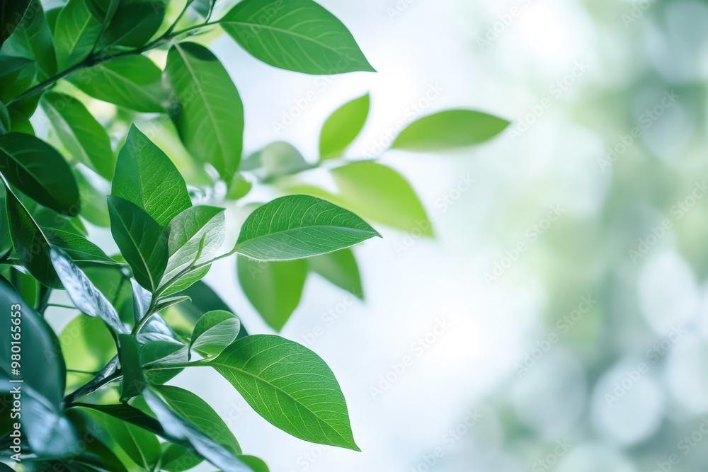 Lush Green Leaves with a Soft Blurred Background Lush Green Leaves with a Soft Blurred Background